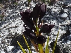 Eulophia ustulata