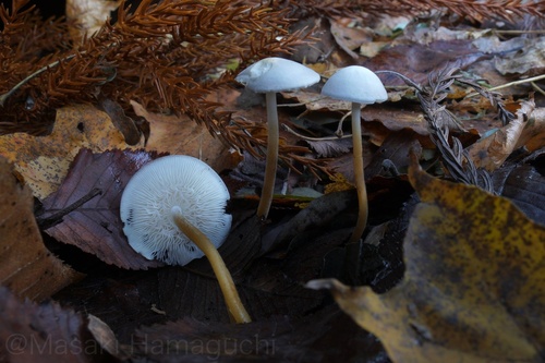 Strobilurus ohshimae