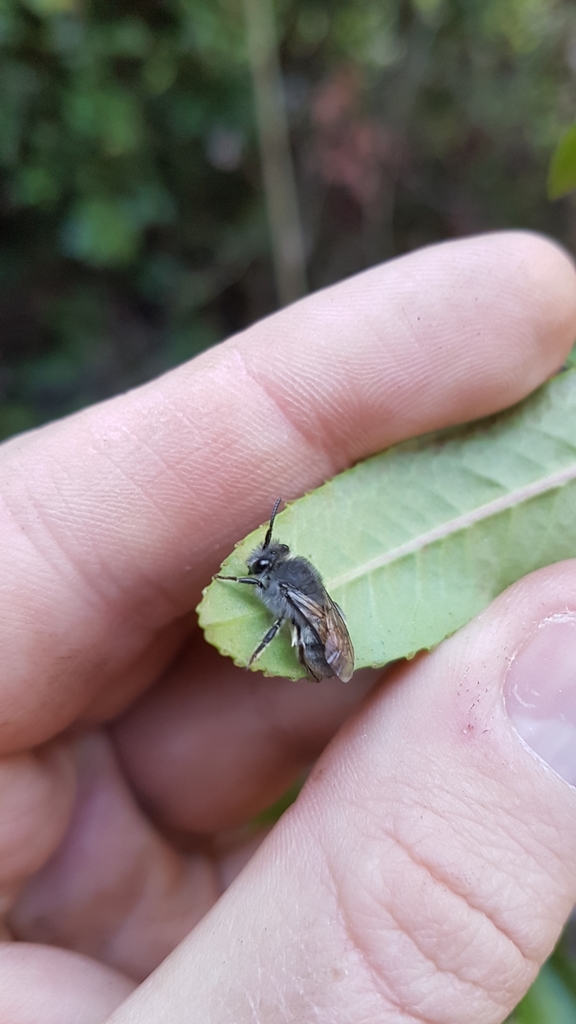 Green-tailed Cellophane Bee