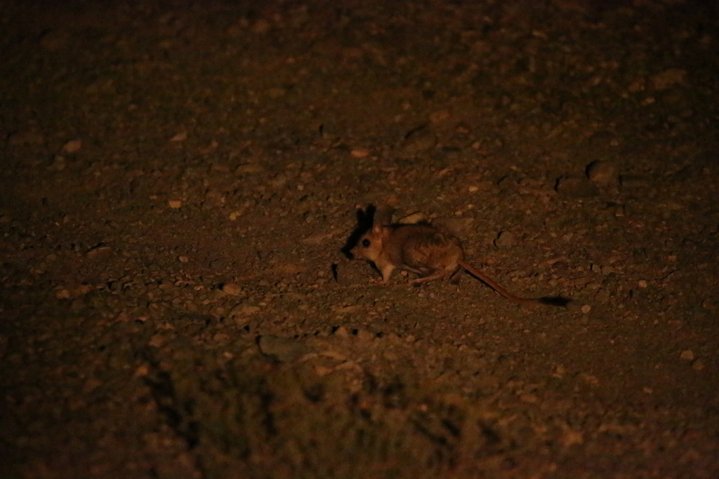 Gobi Jerboa