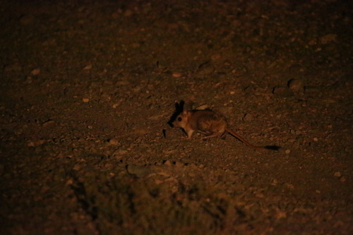 Gobi Jerboa