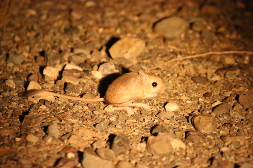 Northern Three-toed Jerboa