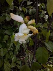 Amphilophium crucigerum