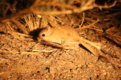 Andrews's Three-toed Jerboa