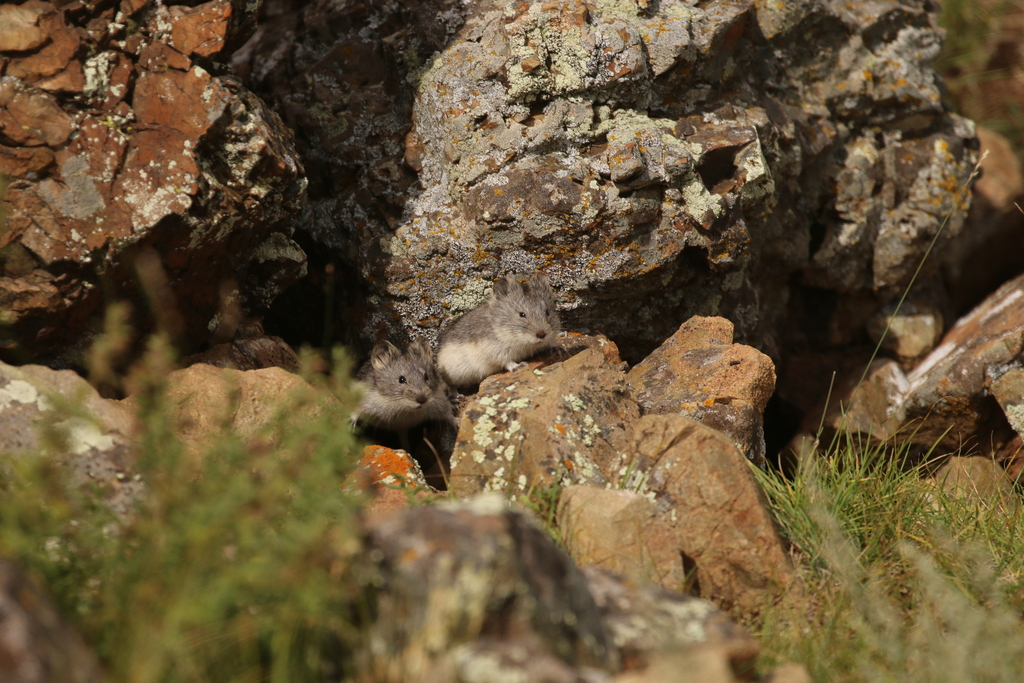 Mongolian Vole