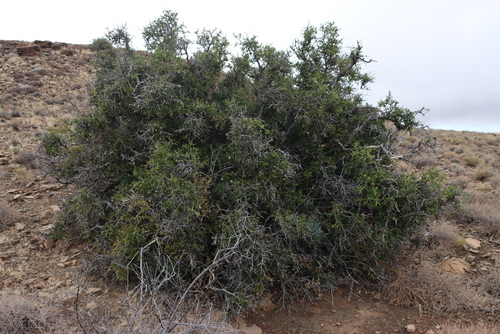 Image of Carissa haematocarpa by (c) Tony Rebelo, some rights reserved (CC BY-SA)