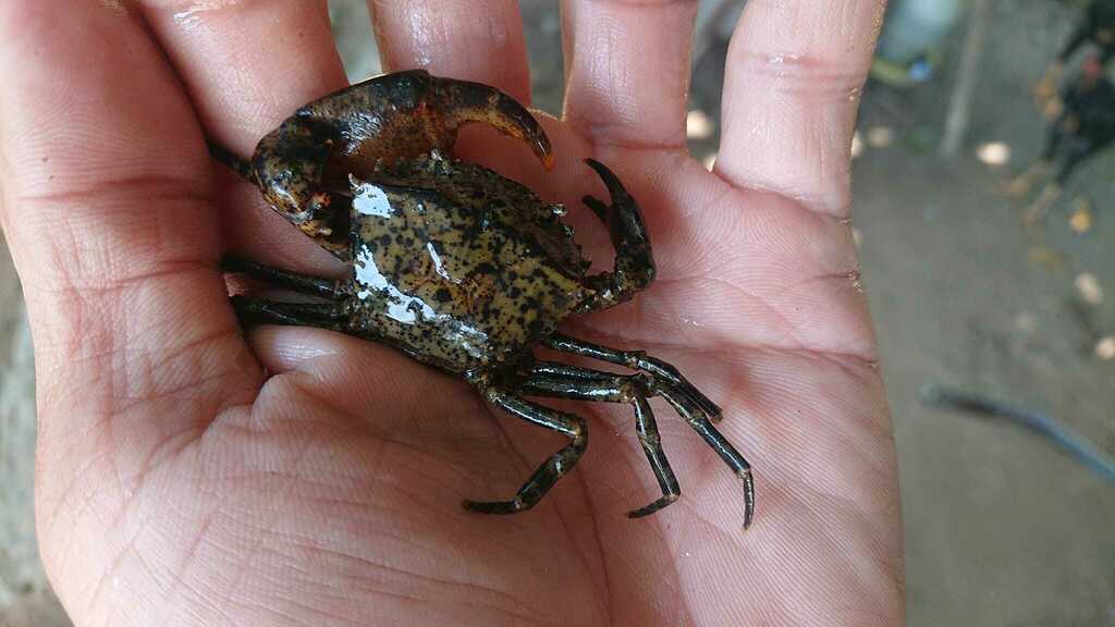 Guinothusa