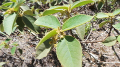 Croton peraeruginosus