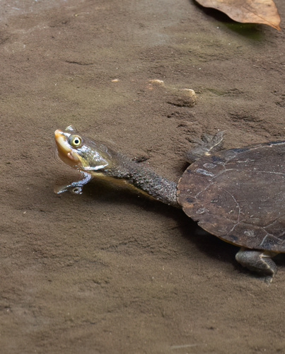 Brazilian Snake-necked Turtle