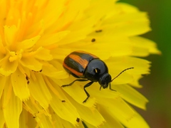 Cryptocephalus vittatus