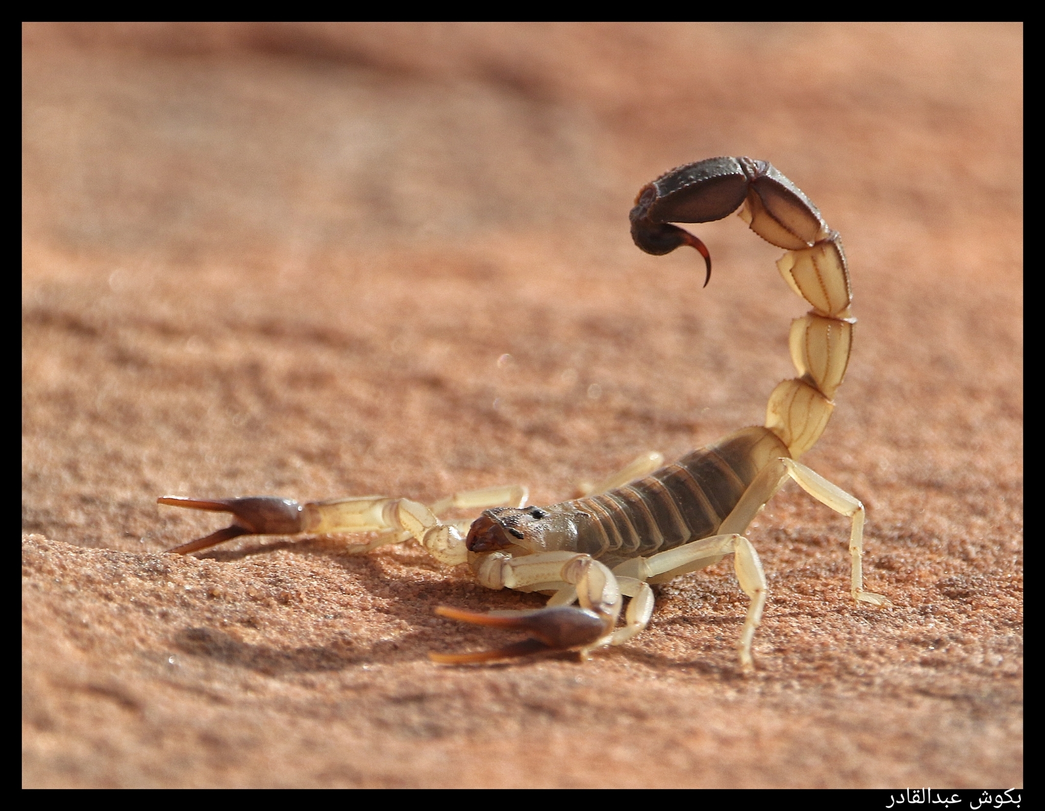 Androctonus australis