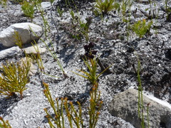 Eulophia ustulata