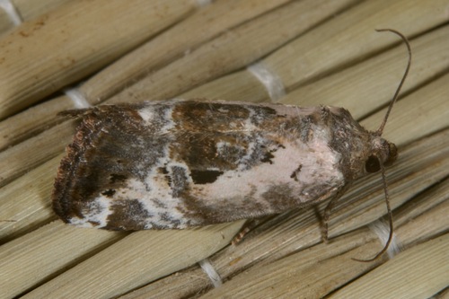 Rosy Marbled, Kesztölc, 2517 Hungary, photo 8 of 10