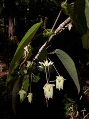 Passiflora mediterranea