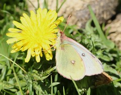 Colias phicomone