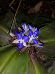 Dichorisandra acaulis