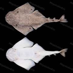 Ocellated Angelshark photo 1