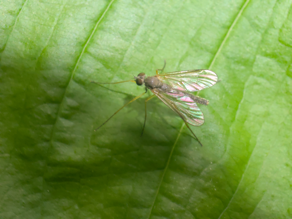 Rhagio chillcotti