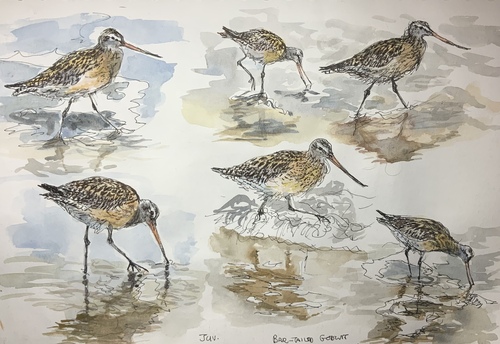 Bar-Tailed Godwit