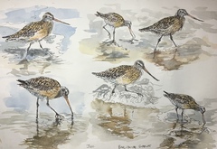 Bar-Tailed Godwit
