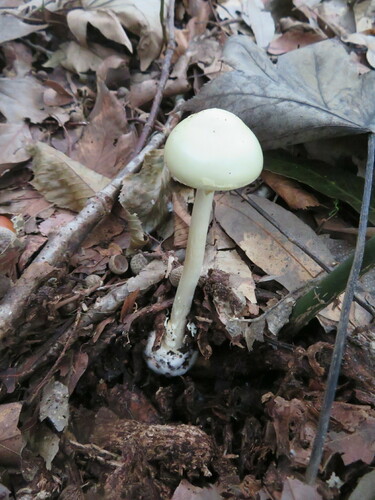 Amanita citrina