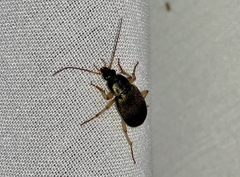 Chlaenius sericeus