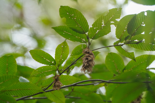 Carpinus japonica, photograph 6