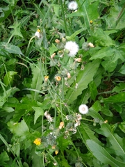 Sonchus oleraceus