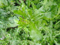Sonchus oleraceus