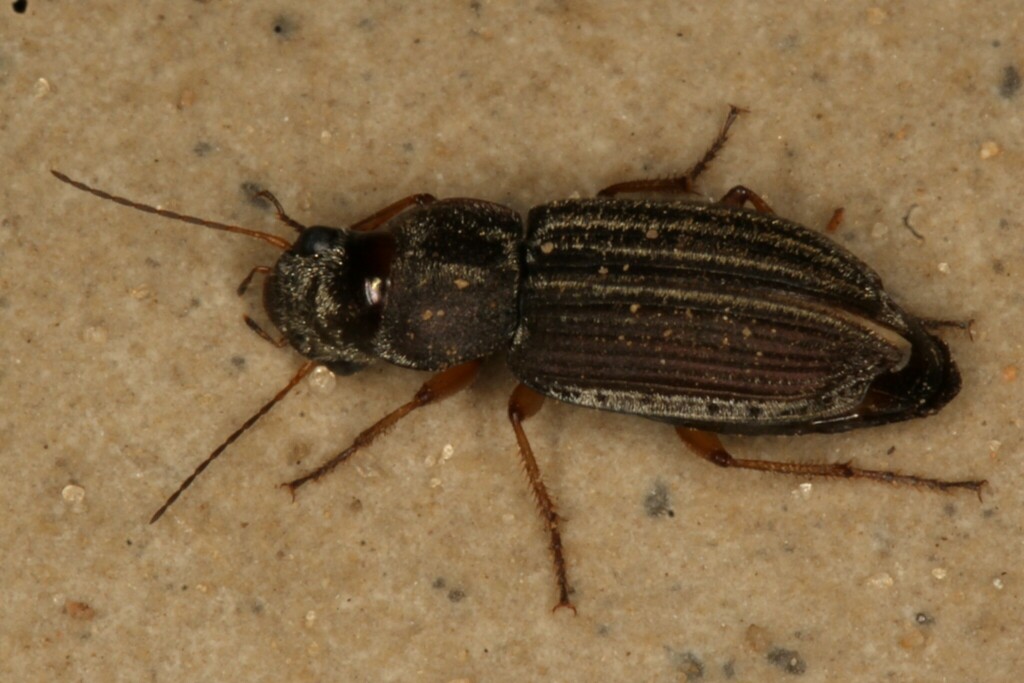 Platymetopus lepidus