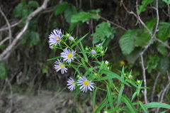 Symphyotrichum bracteolatum