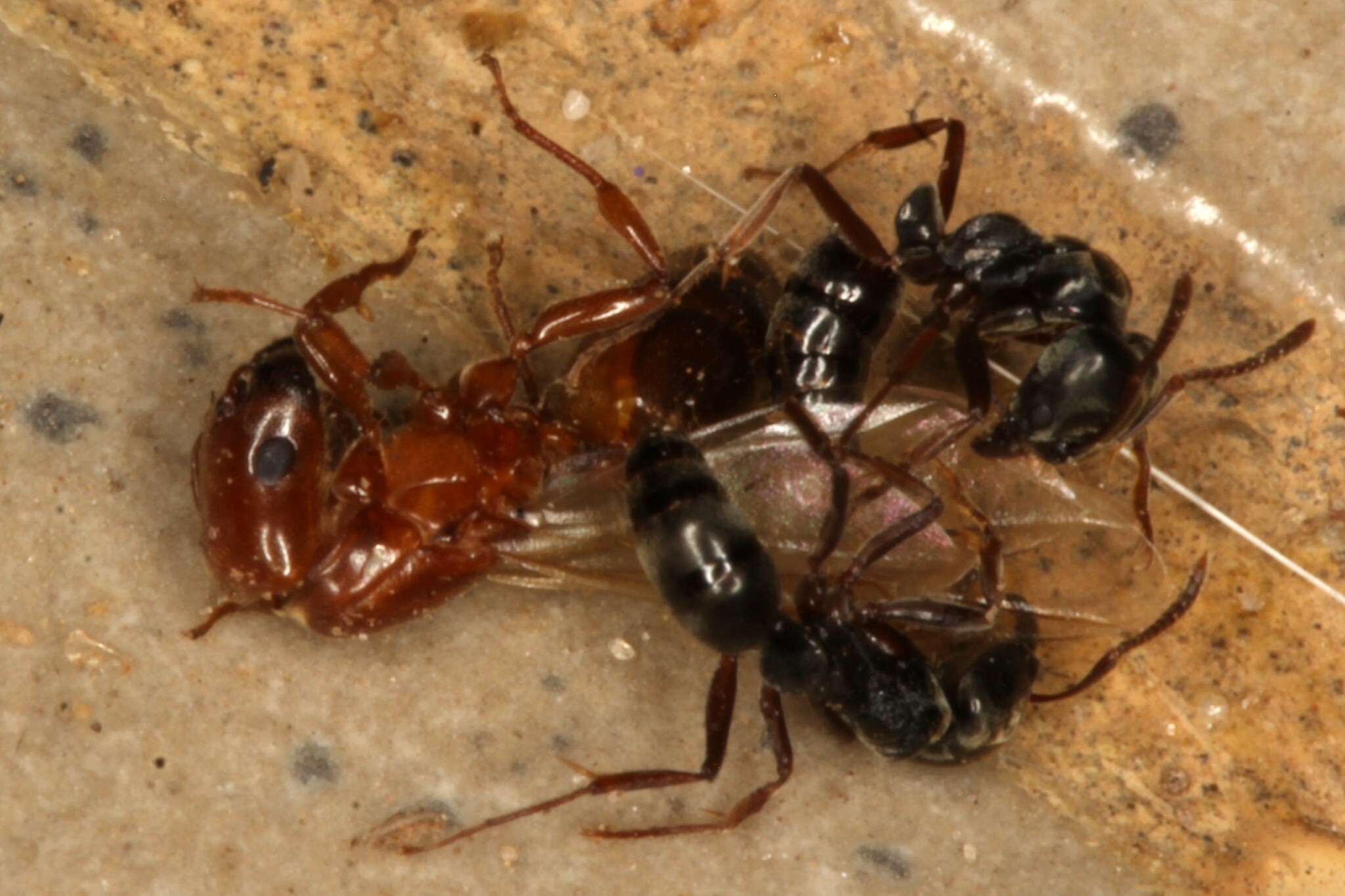 Crematogaster wellmani