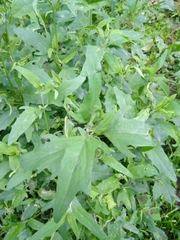 Atriplex patula