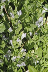 Scutellaria bolanderi