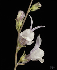 Linaria corifolia