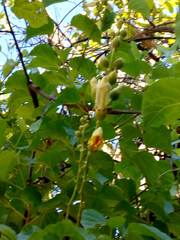 Amphilophium crucigerum