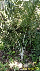 Pseudophoenix sargentii