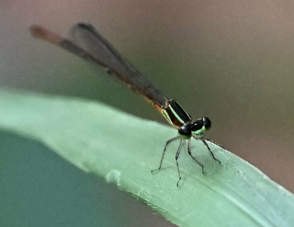 Shadefly Red-tipped Shadefly from Clarrie Hall Dam, Doon Doon NSW 2484 ...