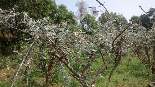 Eucalyptus pulverulenta iNat (1)