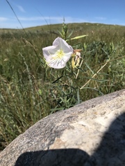 Oenothera nuttallii