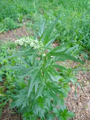 Artemisia vulgaris