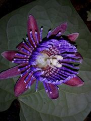Passiflora laurifolia
