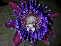 Passiflora laurifolia