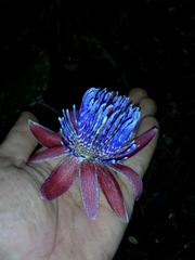 Passiflora laurifolia