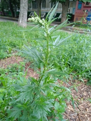 Artemisia vulgaris