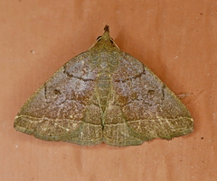 Zanclognatha obscuripennis