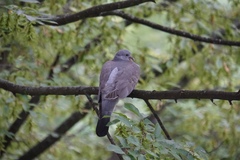 Columba palumbus