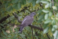 Columba palumbus