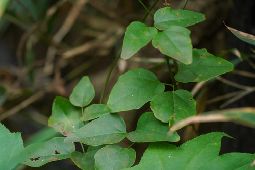 Image of Akebia trifoliata by (c) WATANABE Hitoshi 渡辺仁, some rights reserved (CC BY)