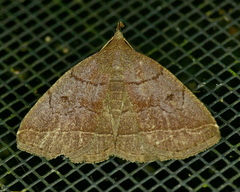 Zanclognatha obscuripennis